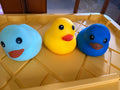 Sunny day duck